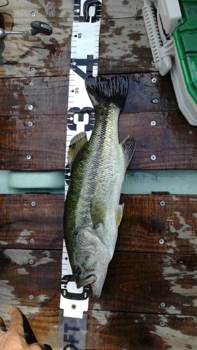 ラージマウスバスの釣果