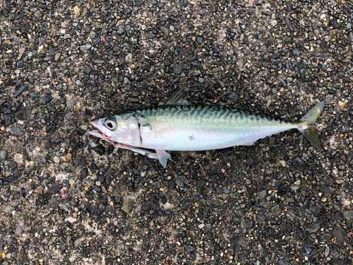 マサバの釣果