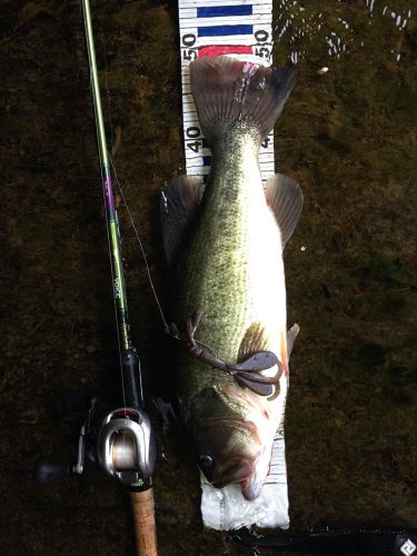 ブラックバスの釣果