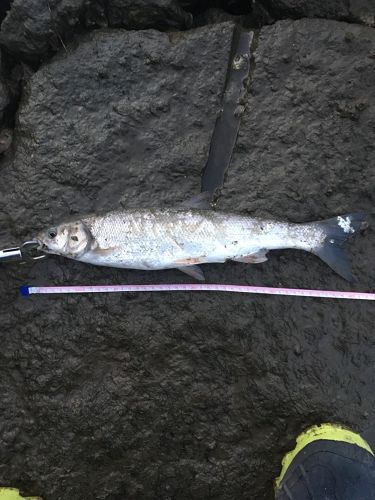 ウグイの釣果