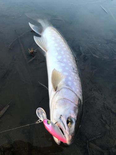 アメマスの釣果