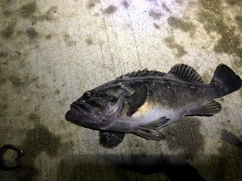 クロソイの釣果