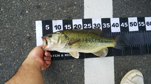 ブラックバスの釣果