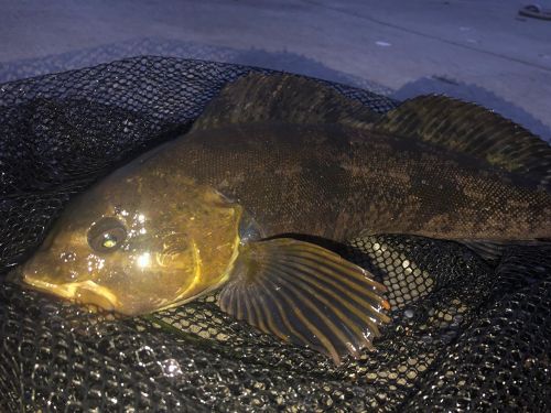 アイナメの釣果