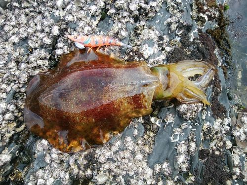 ミズイカの釣果