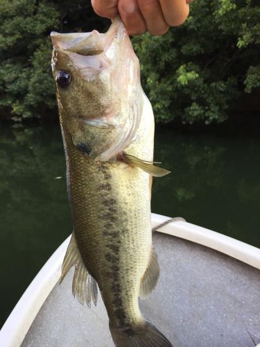 ブラックバスの釣果