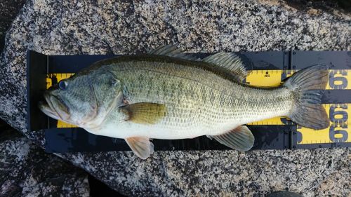 ブラックバスの釣果