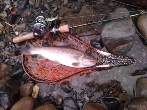 イワナの釣果