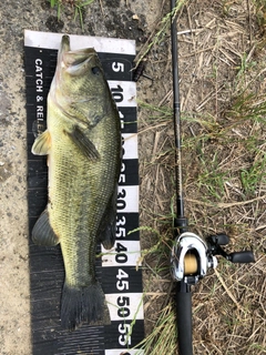 ブラックバスの釣果