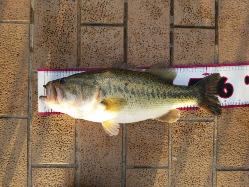 ブラックバスの釣果