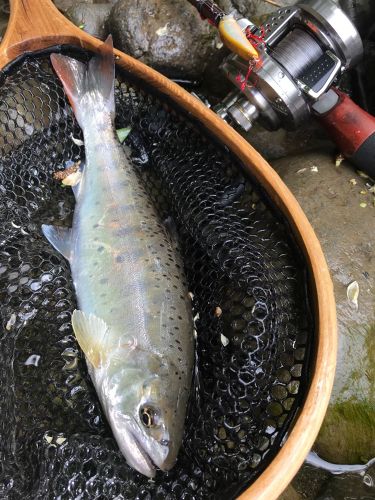 ヤマメの釣果