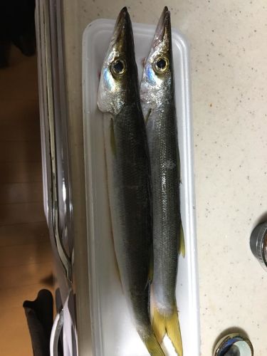 カマスの釣果