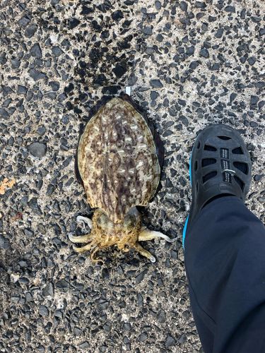 モンゴウイカの釣果