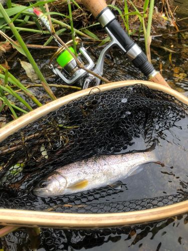 ヤマメの釣果