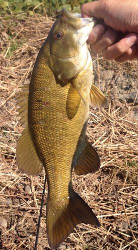 スモールマウスバスの釣果