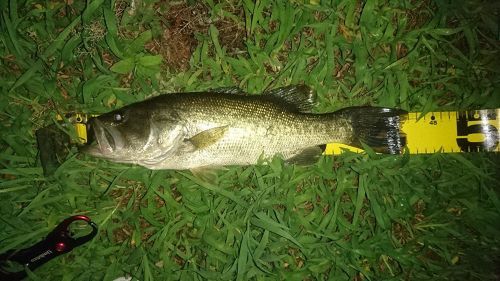 ラージマウスバスの釣果