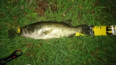 ラージマウスバスの釣果