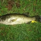 ラージマウスバス