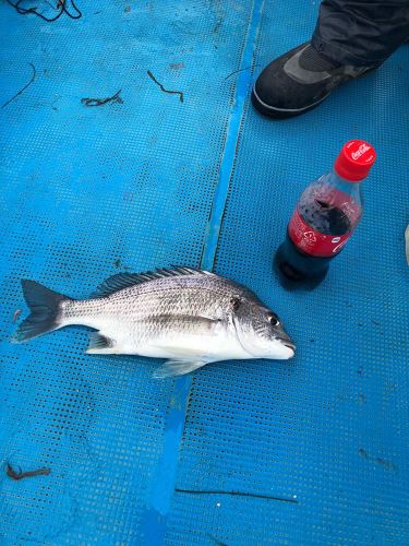 釣果