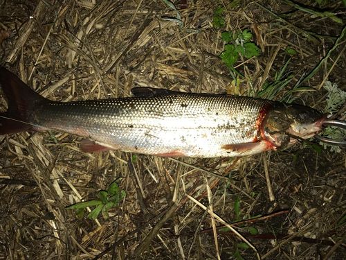 マルタウグイの釣果