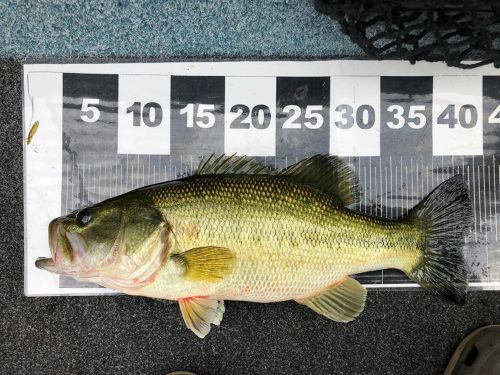 ブラックバスの釣果