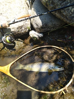 ブラウントラウトの釣果