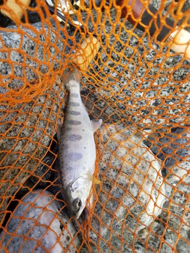 アマゴの釣果