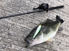 ブラックバスの釣果