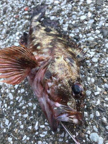 カサゴの釣果