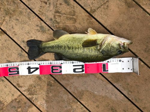 ブラックバスの釣果