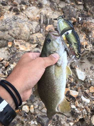 スモールマウスバスの釣果