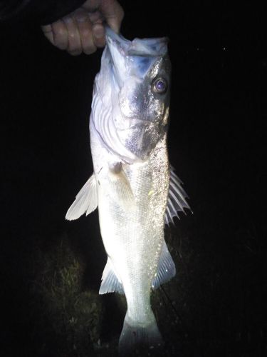 シーバスの釣果