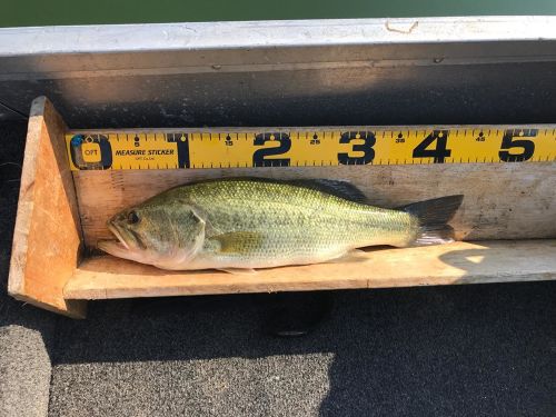 ブラックバスの釣果