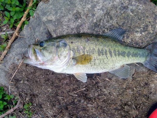 ブラックバスの釣果