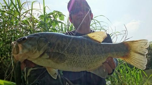 ブラックバスの釣果