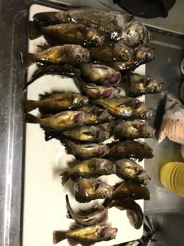 メバルの釣果