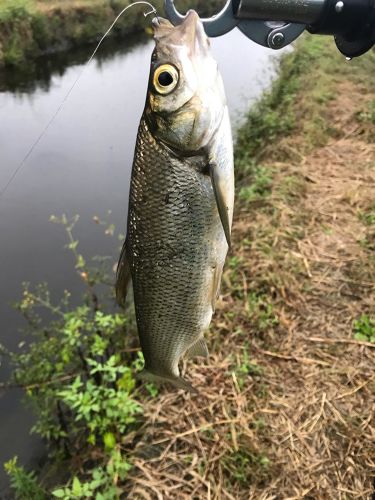 釣果