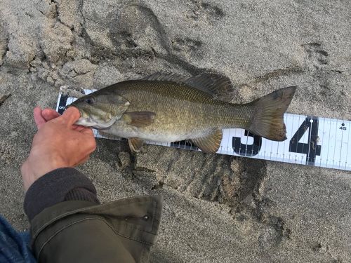 スモールマウスバスの釣果