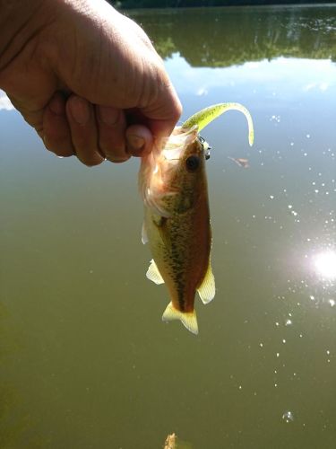 ブラックバスの釣果