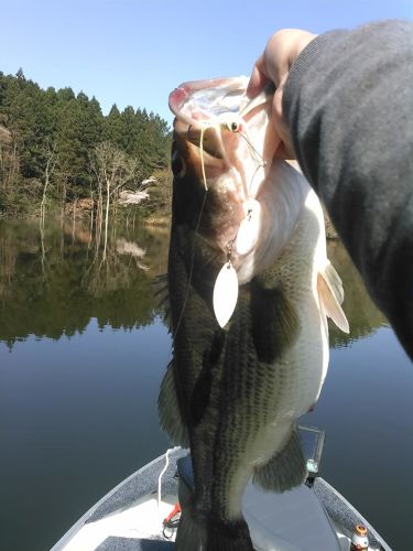 ブラックバスの釣果