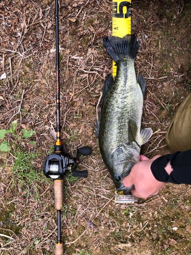 ブラックバスの釣果