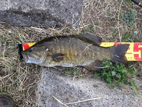 スモールマウスバスの釣果