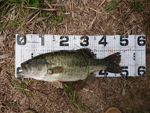 ブラックバスの釣果