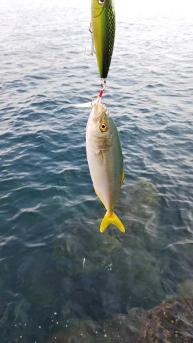 ワカシの釣果