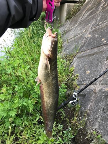 マナマズの釣果