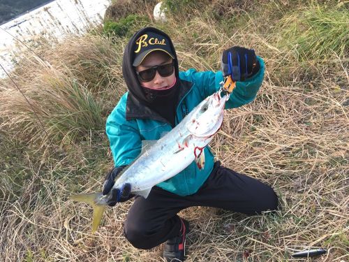 ハマチの釣果