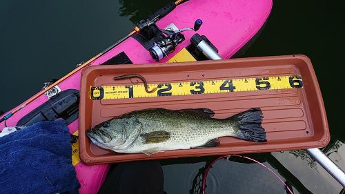 ブラックバスの釣果