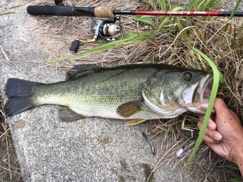 ブラックバスの釣果