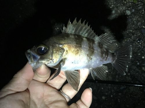 メバルの釣果