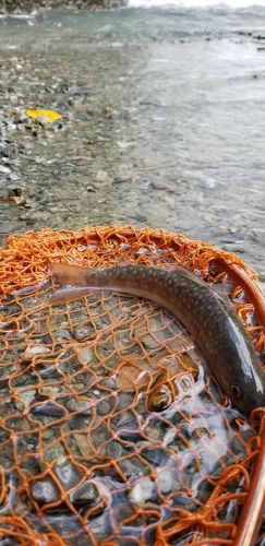 イワナの釣果